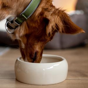 Hundskålar i keramik Nobby Pet image-2