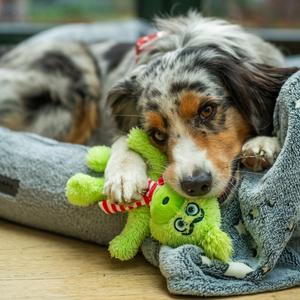 Hundespielzeug aus Plüsch Nobby Pet Grinch image-1