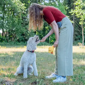 Pluszowe zabawki dla psów Nobby Pet image-2