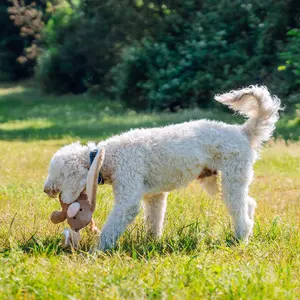 Λαγουδάκια για σκύλους με σχοινί Nobby Pet image-1