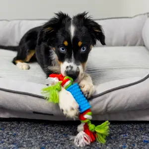 Zestawy zabawek Tpr dla psów Nobby Pet Puppy image-2