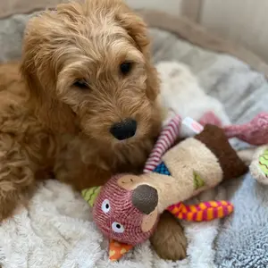 Peluches pour chien renard Nobby Pet image-4