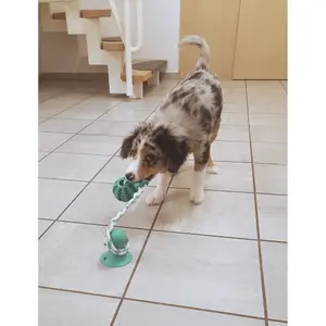 Rubber dog dental hygiene ball with rope Nobby Pet Dental Line image-2