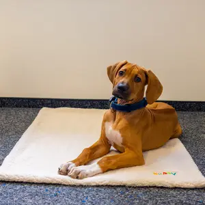 Κουβέρτα για σκύλους Nobby Pet Puppy image-2