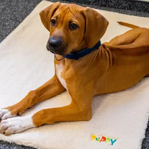 Κουβέρτα για σκύλους Nobby Pet Puppy image-3