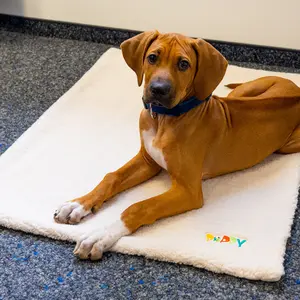 Κουβέρτα για σκύλους Nobby Pet Puppy image-4