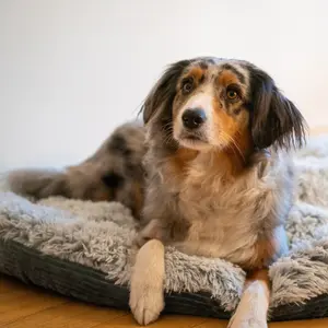 Κλασικό στρογγυλό μαξιλάρι για σκύλους Nobby Pet Seda image-1