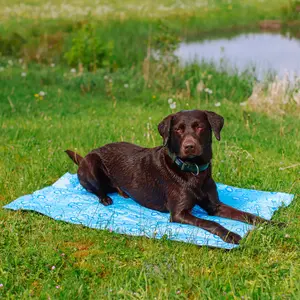 Reversible cooling mat for dogs Nobby Pet Bubble image-1