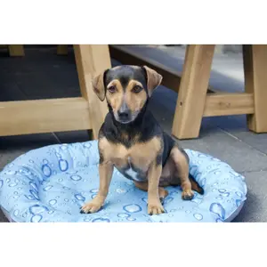 Erfrischendes Donut-Kissen für Hunde Nobby Pet Bubbleé image-1