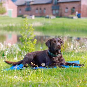 Verkoelende hondenmat Nobby Pet image-1