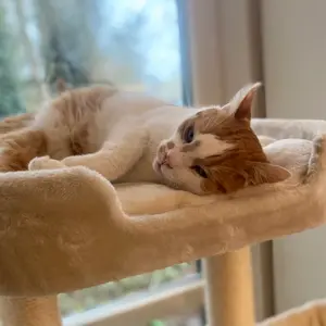 Klassisk kattetræ Nobby Pet Zada image-1