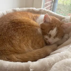 Klassisk kattetræ Nobby Pet Zada image-2