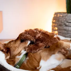 Gosedjur för hundar Nobby Pet Schlappi image-4