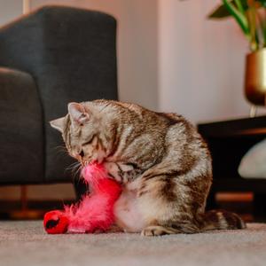 product/n/o/nobby-pet_71924_1.jpg