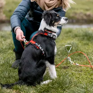 Dog pegs with leash Nobby Pet image-3