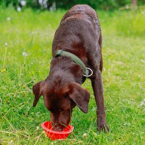 Gamelles pliable pour chien en silicone Nobby Pet image-1