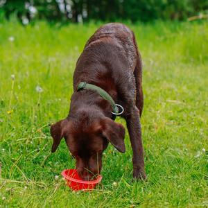 Gamelles pliable pour chien en silicone Nobby Pet image-2