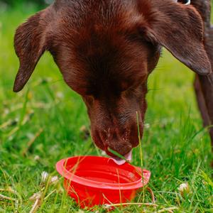 Gamelles pliable pour chien en silicone Nobby Pet image-3