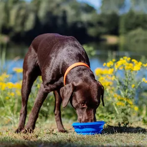 Foldable silicone dog bowls Nobby Pet image-1