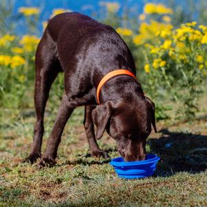 Foldable silicone dog bowls Nobby Pet image-2