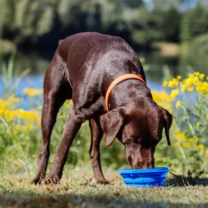 Foldable silicone dog bowls Nobby Pet image-3