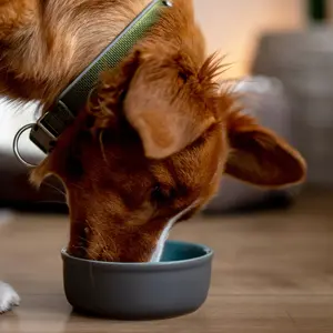 Ceramic dog bowl Nobby Pet Feed image-2