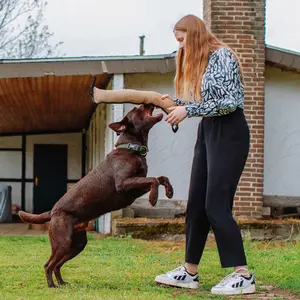Jute dog training biting pudding Nobby Pet image-1