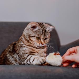 Plüschspielzeug für Katze Maus mit Schwanz aus Leder Nobby Pet image-1