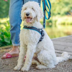 Harnais norvégien pour chien Nobby Pet Mesh Preno image-2