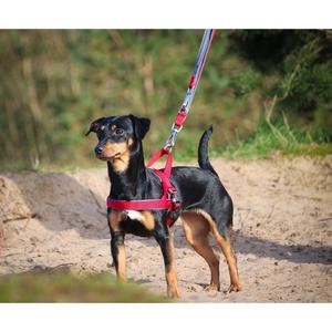 product/n/o/nobby-pet_80639-01_1.jpg