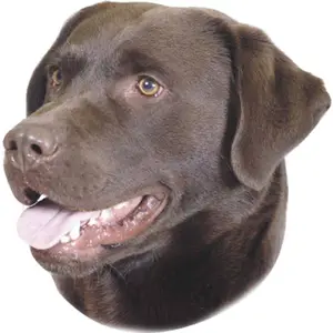 Αυτοκόλλητο Nobby Pet Labrador image-0