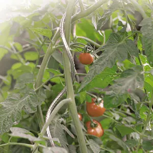 Tutor para tomates espiral galvanizado Nortene image-4