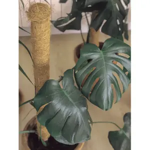 Tuteur pour plante coco Nortene image-2