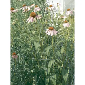 Círculo de plantación de acero para plantas de macizo Nortene Chelsea image-2