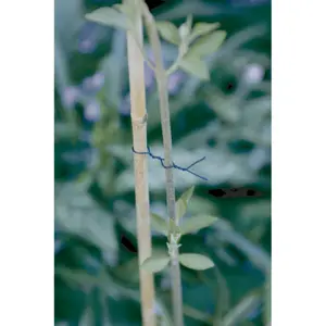 Alambre plastificado Nortene FP-Fix image-0