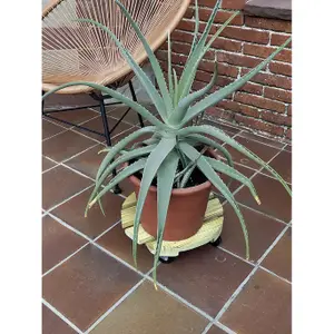 Rodillo de madera FSC barnizado Nortene Flora Roll Autoclaver image-4