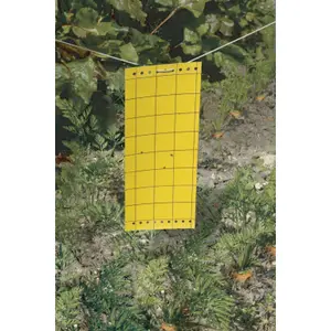 Trappole cromatiche con bande adesive Nortene (x5) image-0