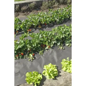 Feltro de materia plástica vegetal Nortene image-0