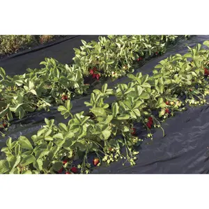 Film de acolchado para fresas, microperforado de PE reciclado Nortene Fresafilm Recyclean image-1