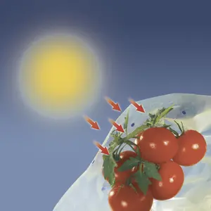 Funda de crecimiento para tomates LDPE 50 micrones Nortene TomatoTube image-3