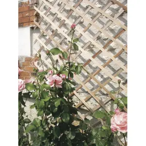 Treillis extensible de madera FSC Nortene Trelliwood image-0