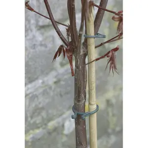 Conjunto de anillos para plantas Nortene Vegring image-0