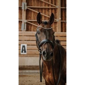 Briglia combinata da equitazione con nasello Norton Diams image-1