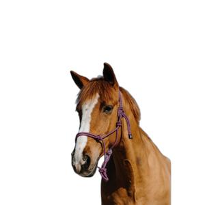 Etologisk grime og føringsreb til hest Norton Duo image-1