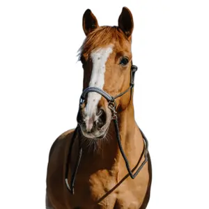Η ηθική halter και τα ηνία για άλογο Norton Fancy image-1