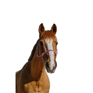 Η ναυτία για άλογα Norton Glim image-1