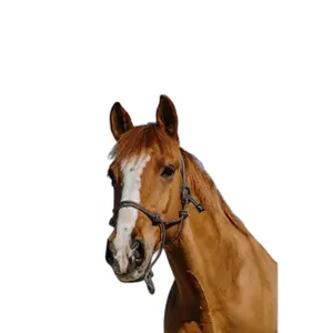 Cavezza etologica Norton Glim image-1