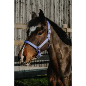 Halter for horse Norton Nacre image-1