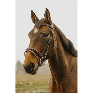 Riding bridle Norton Club Strass V