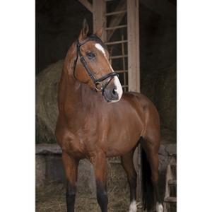Bridles Norton Pro Fin image-1